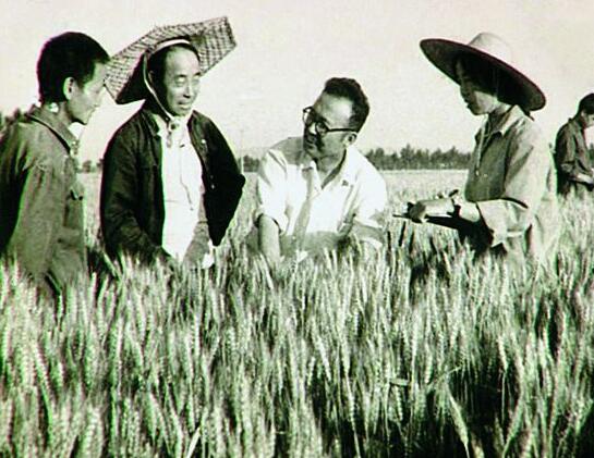 1966年5月，余松烈(右二)在肥城汶阳镇砖西村麦田考察。