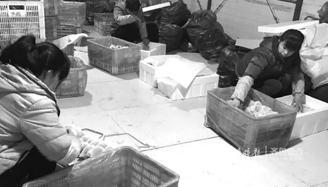 在禹城市向阳坡农场里，工作人员正在把运往北京超市的西红柿装箱。