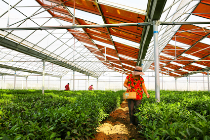 棚顶发电棚下种植带动农业产业转型升级
