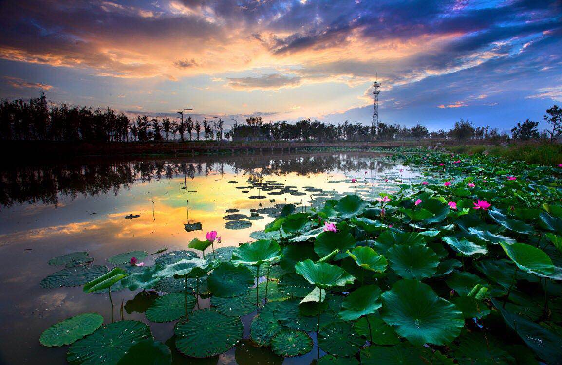 羊亭公园夏日一景