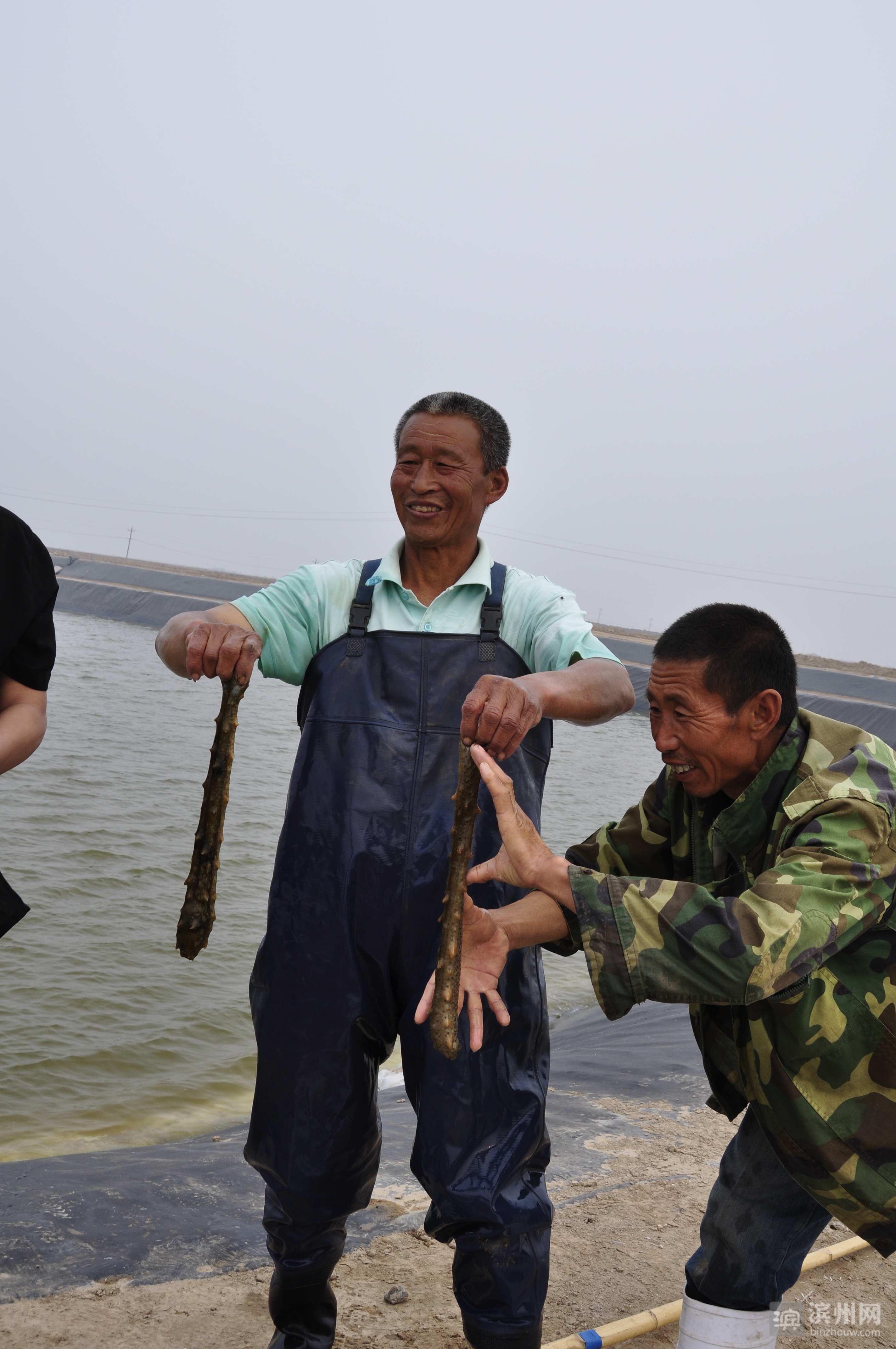 北海海参养殖。