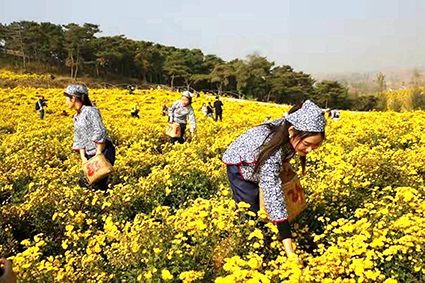 泰茶“良心谷”菊花茶种植基地