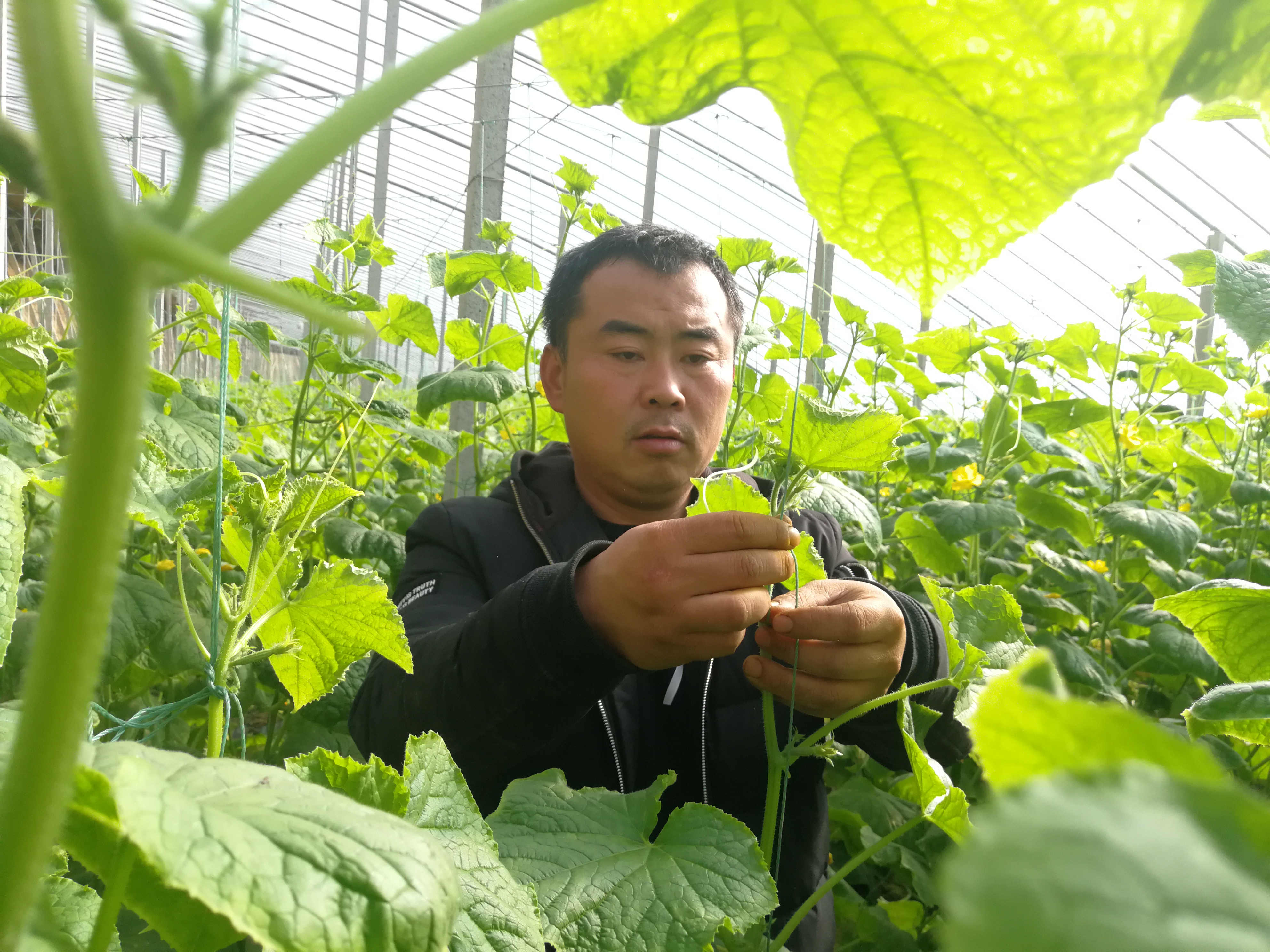 寿光洛城街道谷家齐村村民在管理黄瓜