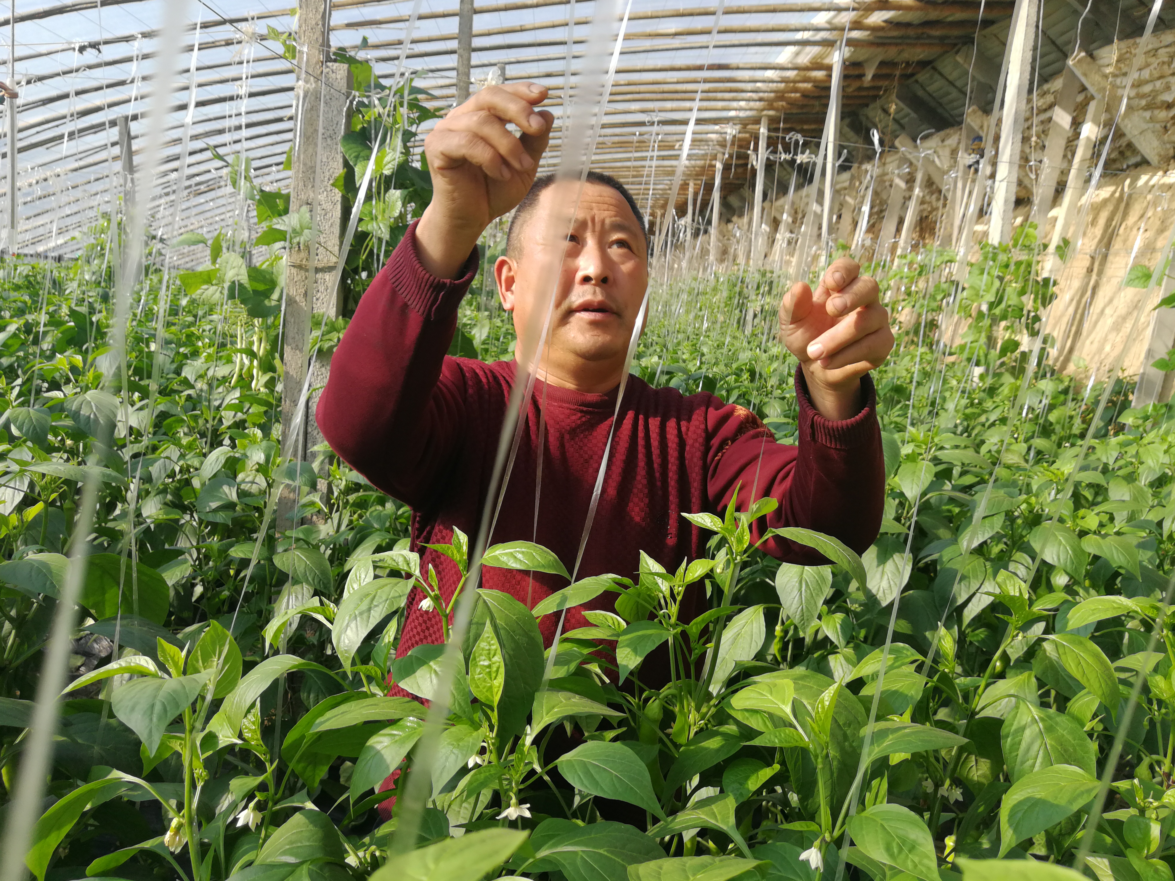 寿光市纪台镇东方东村村民在管理辣椒。