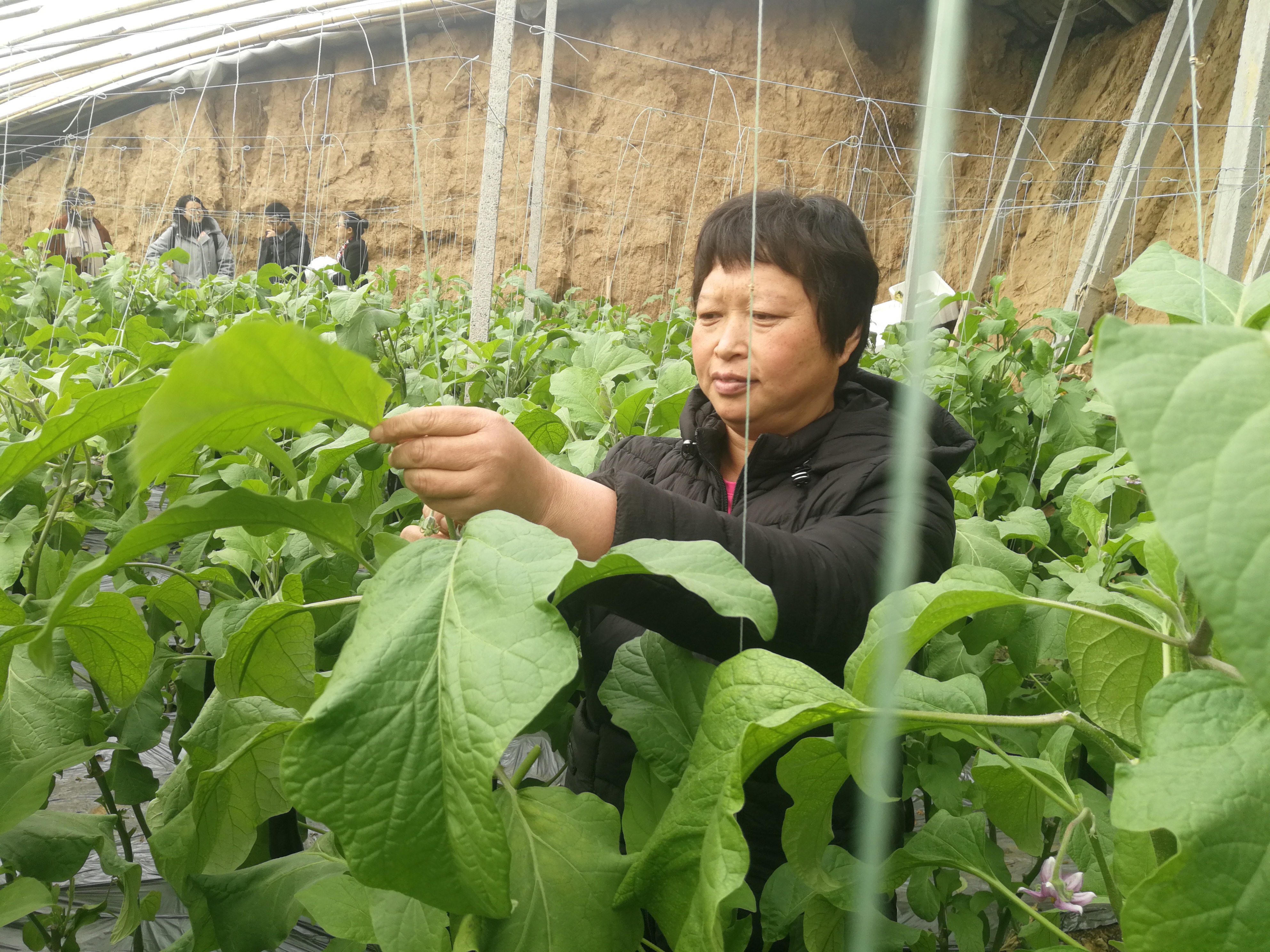 寿光市纪台镇宋家庄子村村民赵秀华在管理茄子。