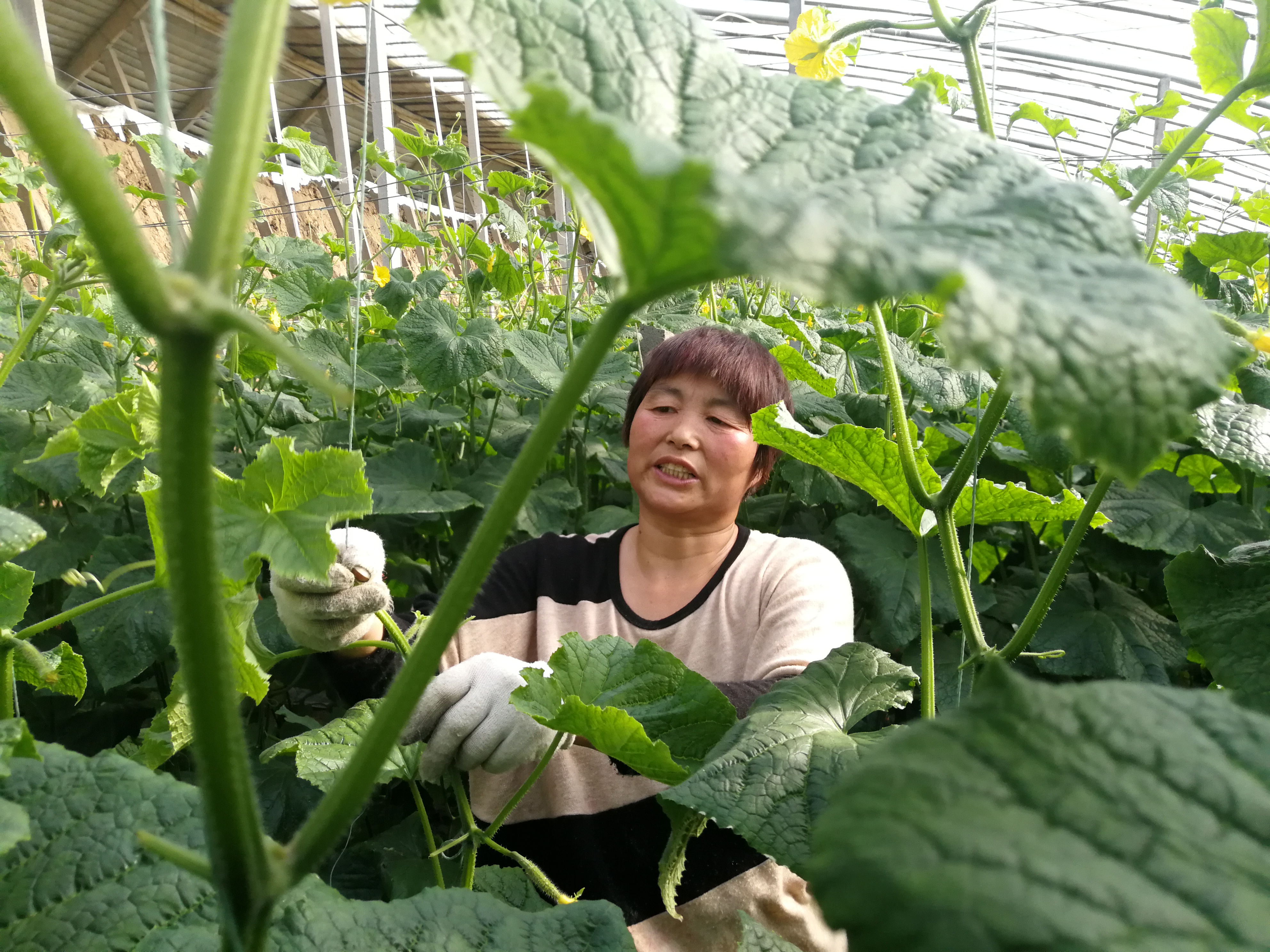 寿光洛城街道谷家齐村村民在管理大棚黄瓜、