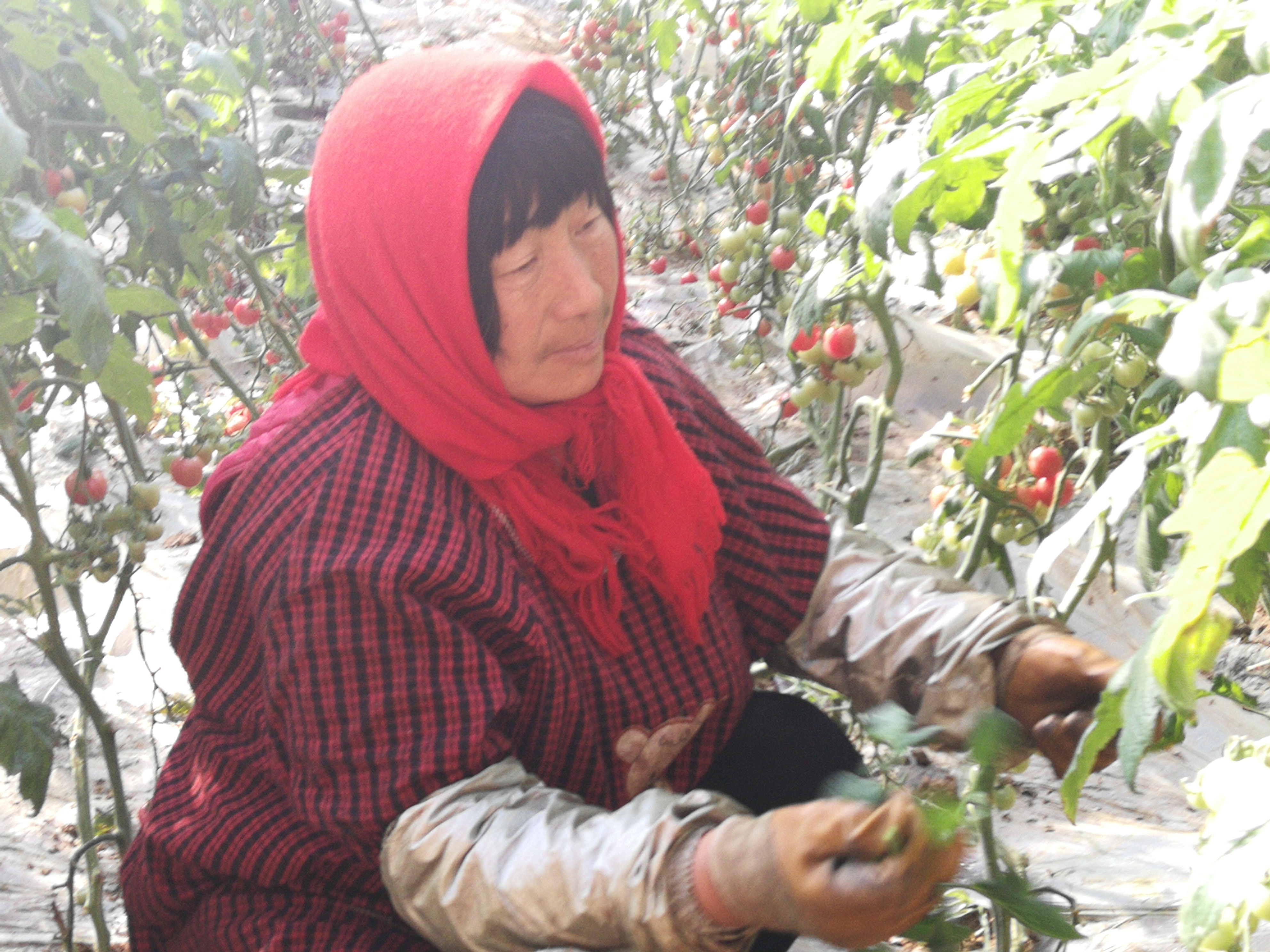 寿光营里镇万亩蔬菜园区，一名工人在管理小西红柿