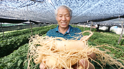 文登西洋参喜迎丰收