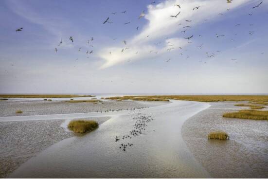 黄河入海口景观
