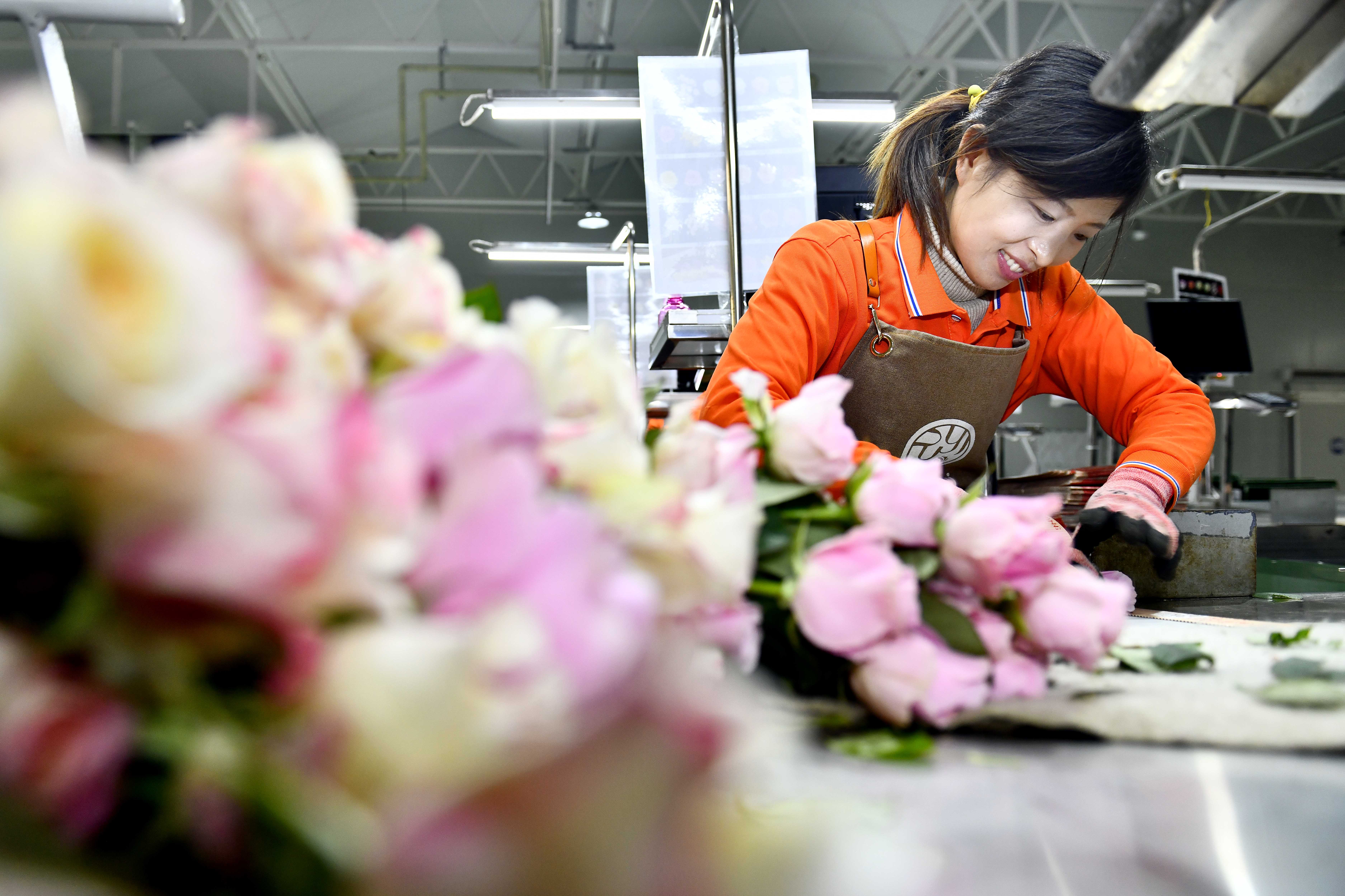在山东省莒县招贤曲坊现代农业产业园玫瑰基地，工作人员在包装玫瑰。新华社记者 郭绪雷 摄

