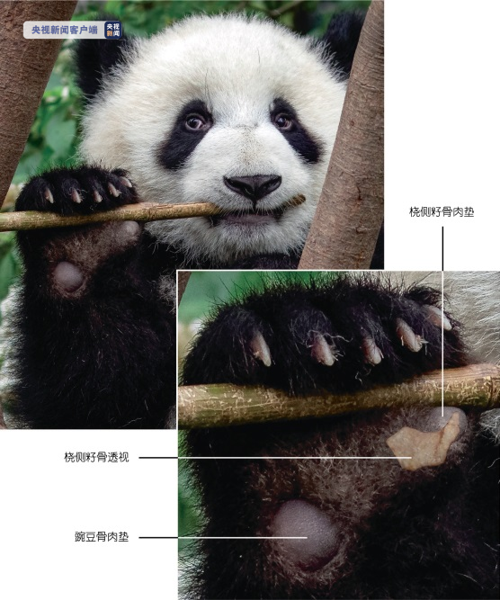 △大熊猫抓握和咀嚼竹子
