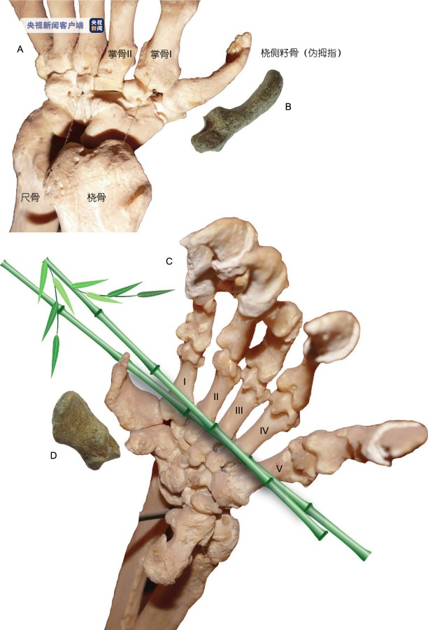 △大熊猫（A, C）和始熊猫（B, D）伪拇指的解剖结构