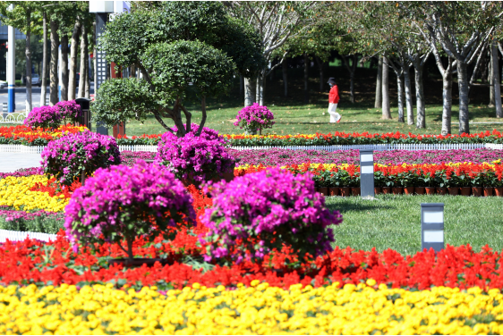 绚丽多彩的花坛景观扮靓林荫广场。