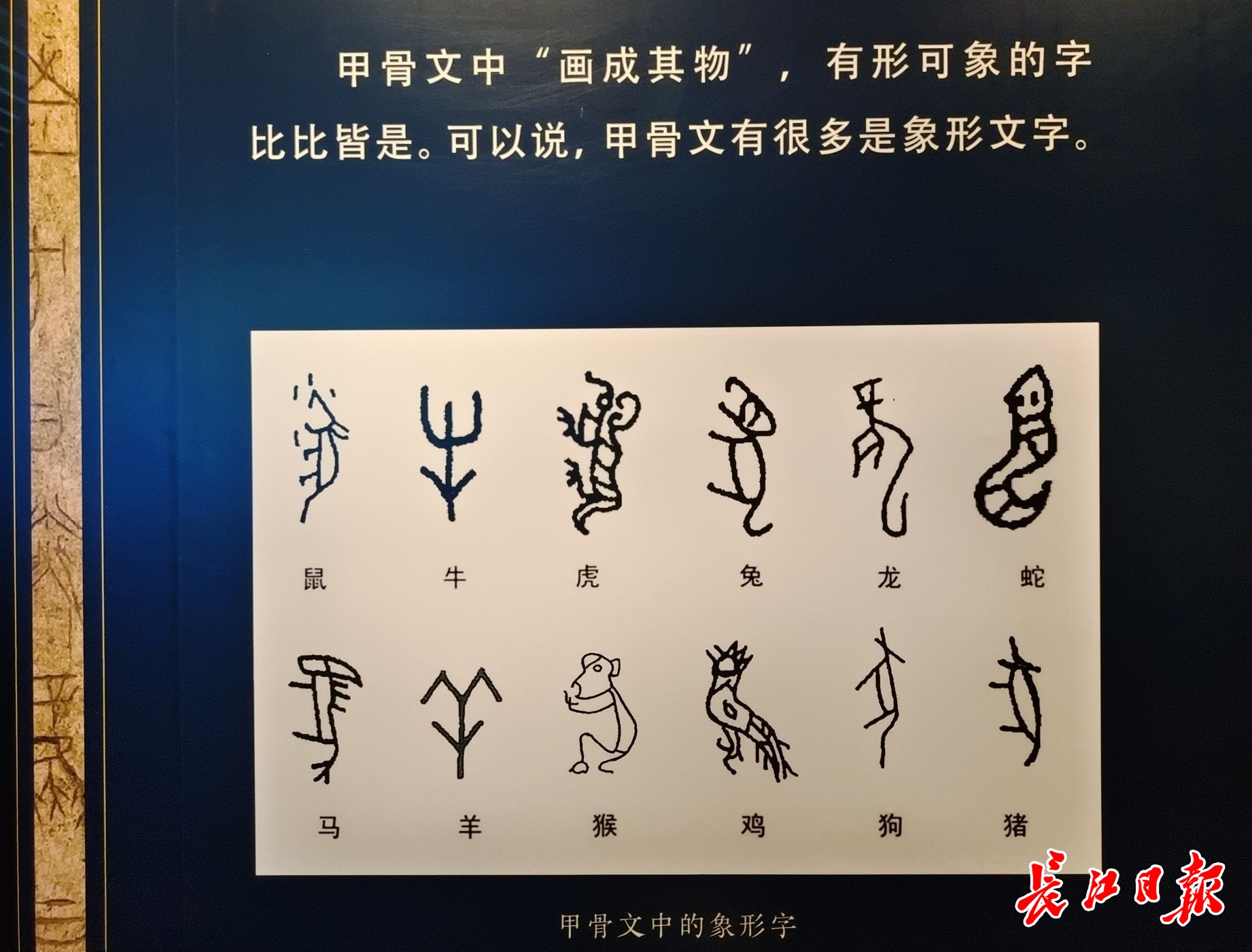 现场展出的甲骨文十二生肖象形字。记者柯立 摄