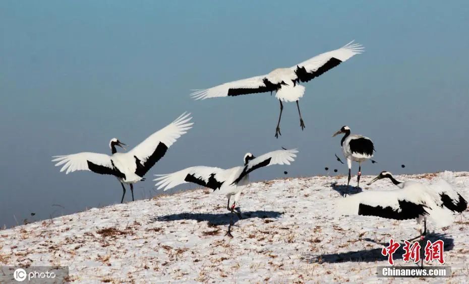 黑龙江齐齐哈尔扎龙自然保护区内，丹顶鹤在雪地中翩跹起舞。