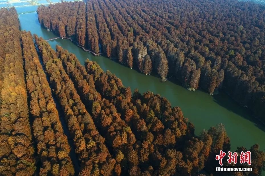 江苏泰州，航拍兴化李中水上森林景色。
