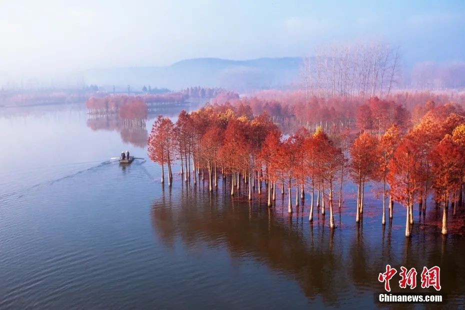 江苏淮安，盱眙天泉湖风景区的“水上森林”。图/视觉中国