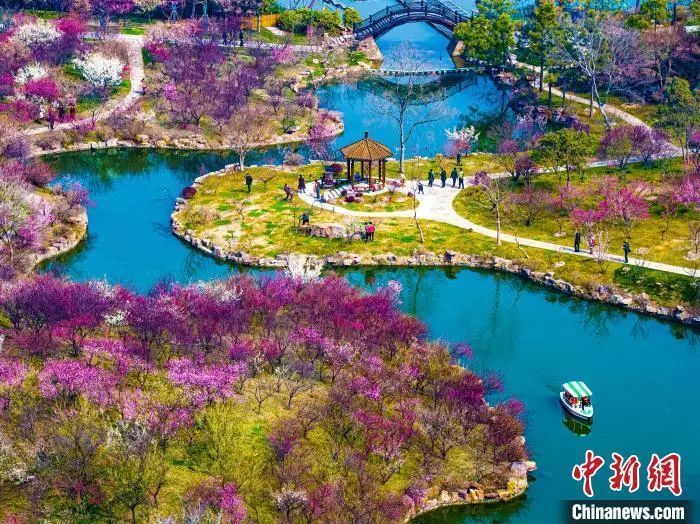 扬州春季网红打卡地——瘦西湖的湖上梅林。张卓君 摄