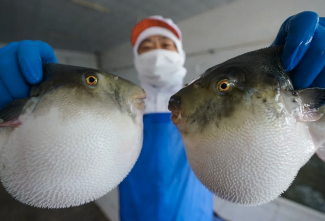 2020年10月24日，河北省唐山市曹妃甸区一家河豚鱼深加工企业的工人展示河豚鱼。新华社记者 杨世尧 摄