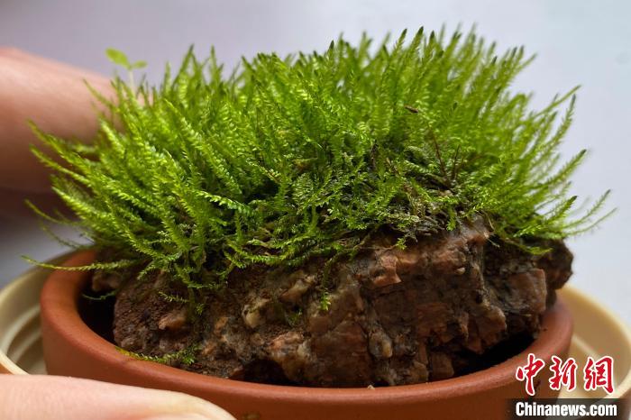 资深苔藓玩家杨帆用白发藓制作了近30个苔藓微景观。杨帆供图