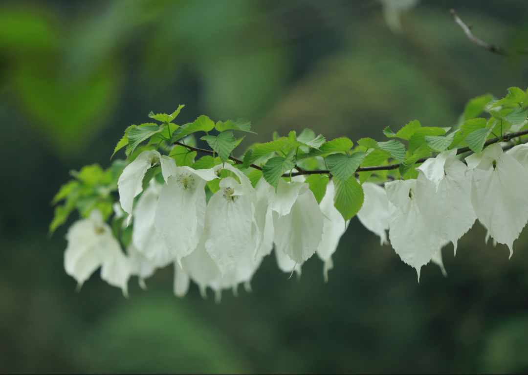 ▲珙桐花