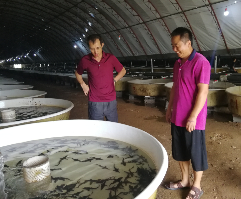 河西店村的鲟龙鱼养殖基地。记者 丁霞 报道