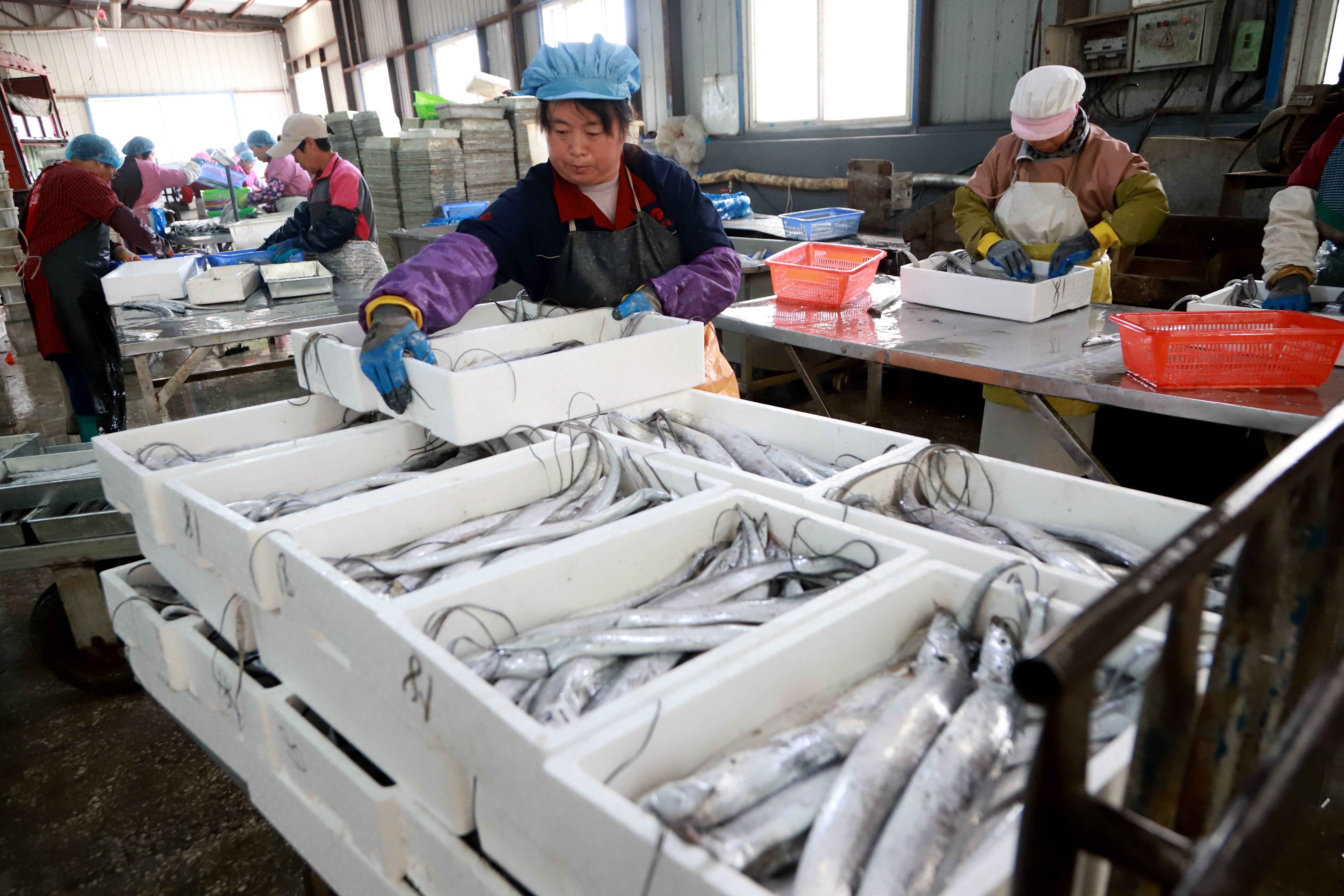信一方水产工人在车间对新鲜带鱼进行整理装盒。记者 王培珂 报道