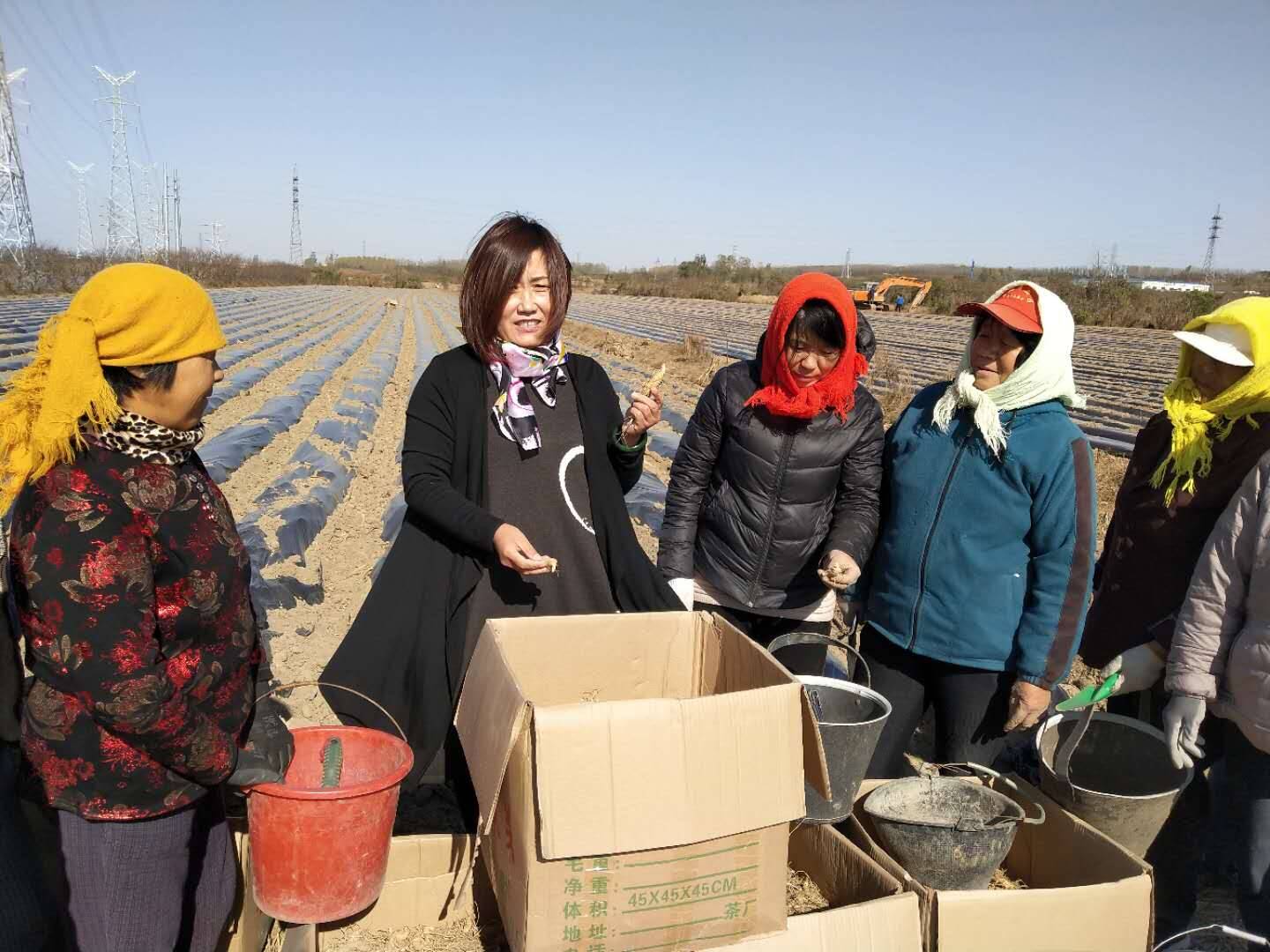 王泽花（左二）和村民们一起种植药材。记者 丁霞 报道