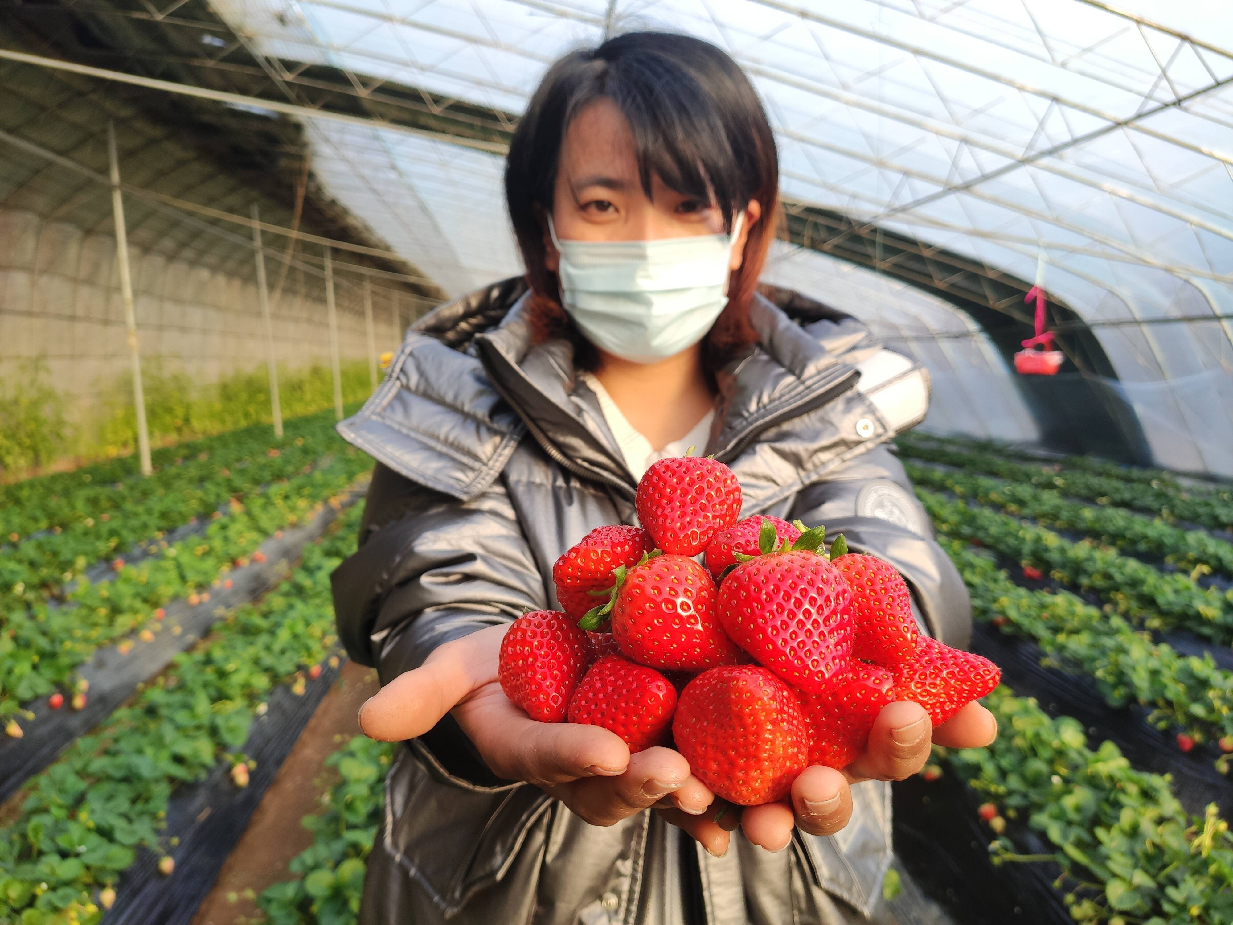 个大鲜红的草莓令人垂涎欲滴。记者 梁玉鹏 报道