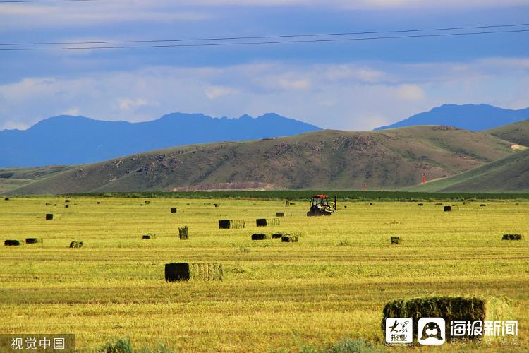 2019年6月25日，新疆塔城地区，裕民县江格斯乡农民在草料地里拉运机捆的苜蓿草。