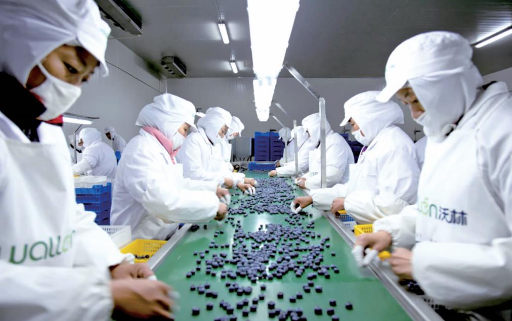 新区一家企业工作人员正在进行蓝莓果品加工。