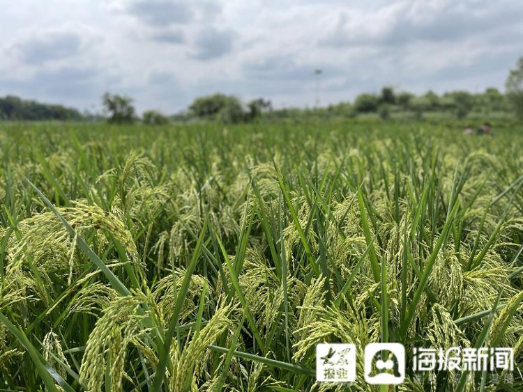 8月31日，“巨型稻”在阳光下泛起绿浪。记者邓波摄
