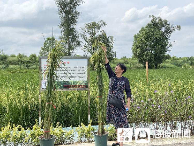 8月31日，游客用身高丈量“巨型稻”高度。记者 邓波 摄
