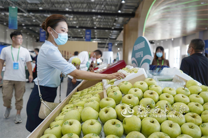 宝山明月苹果广受欢迎。