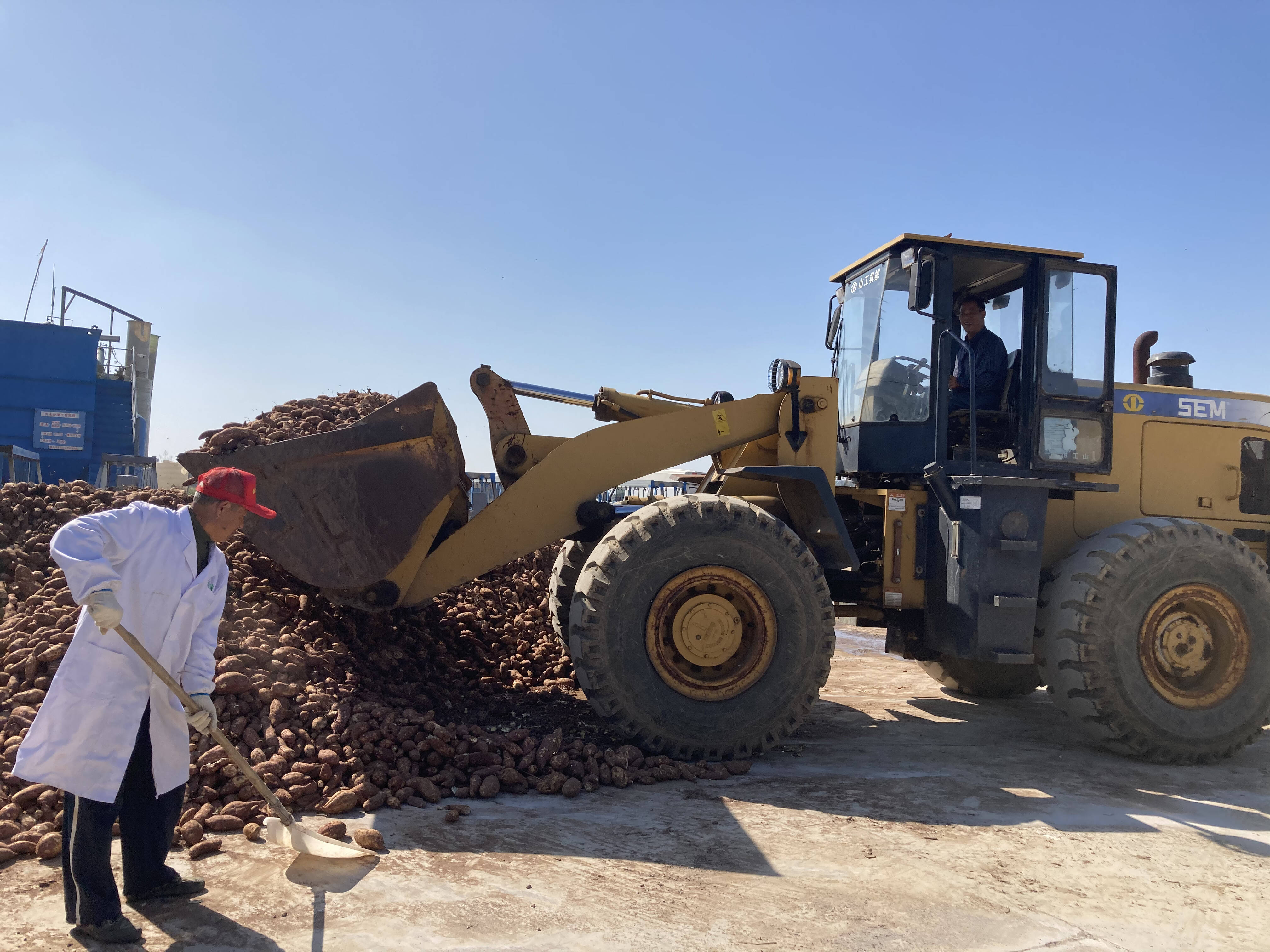 泊里镇青岛润泽农产品专业合作社把收购的红薯进行淀粉加工。记者 丁霞 摄
