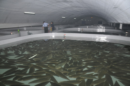 半滑舌鳎工厂化循环水养殖