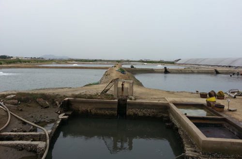 鲆鲽类工程化养殖池塘