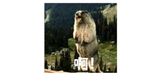 「」趣新闻：东北虎西北狼 喝酒喝不过山东小绵羊