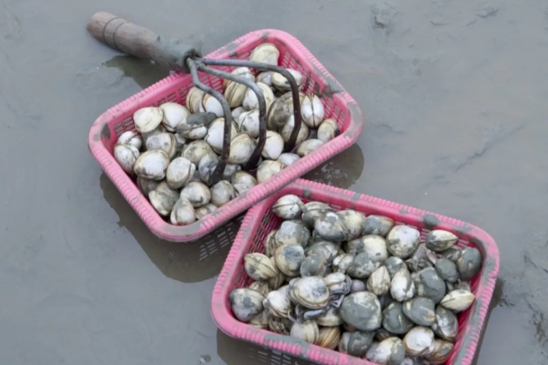 『大众日报客户端·海报新闻』好客山东丨不出国!把山东的宝藏海岛推荐给你!