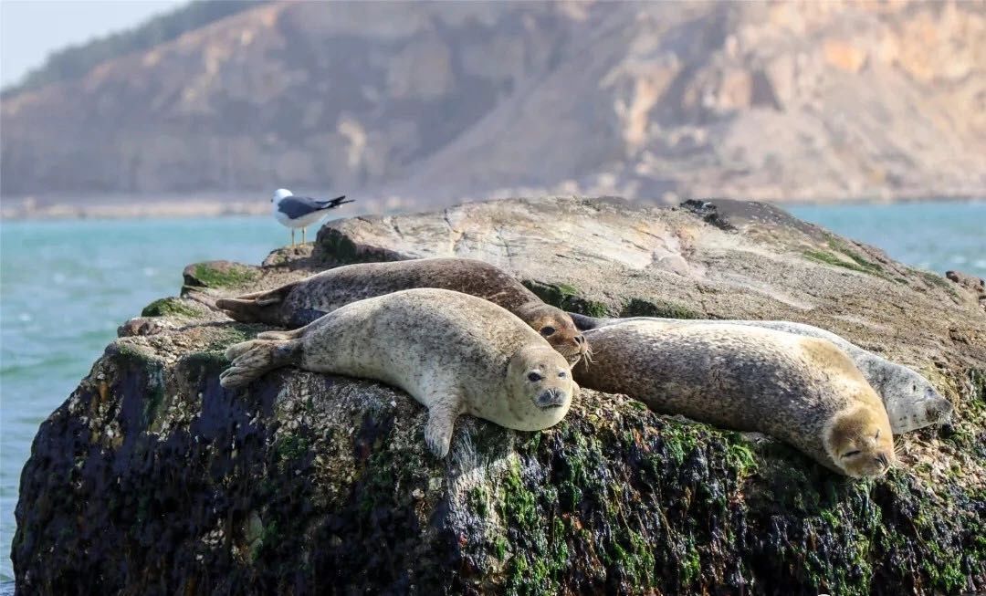 『大众日报客户端·海报新闻』好客山东丨不出国!把山东的宝藏海岛推荐给你!