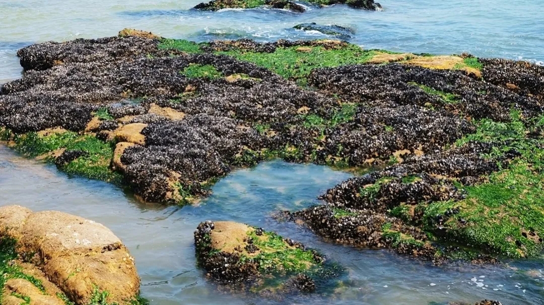 『大众日报客户端·海报新闻』好客山东丨不出国!把山东的宝藏海岛推荐给你!