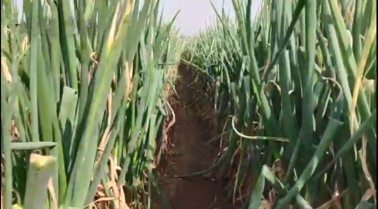 大众日报客户端·海报新闻好客山东丨山东人对大葱的眷恋,大概几十个酱缸也盛不下