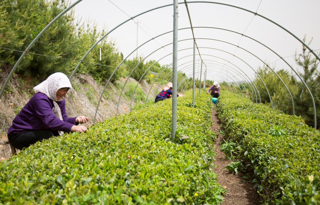 茶农们正在日照市东港区后村镇的维罗娜茶叶基地采摘叶芽