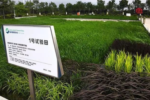 青岛海水稻研究发展中心试验田