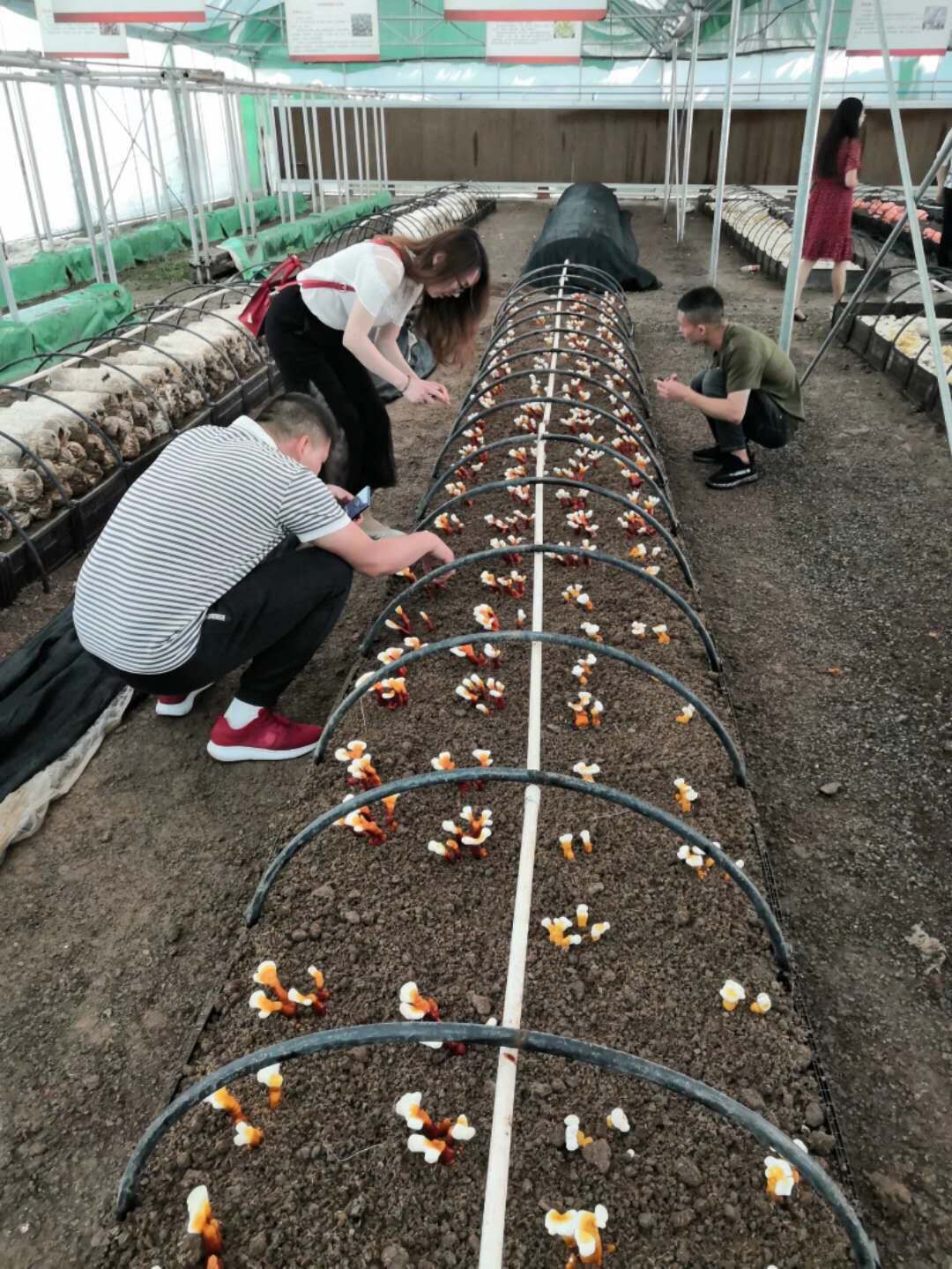 鲁渝农业扶贫协作食用菌基地