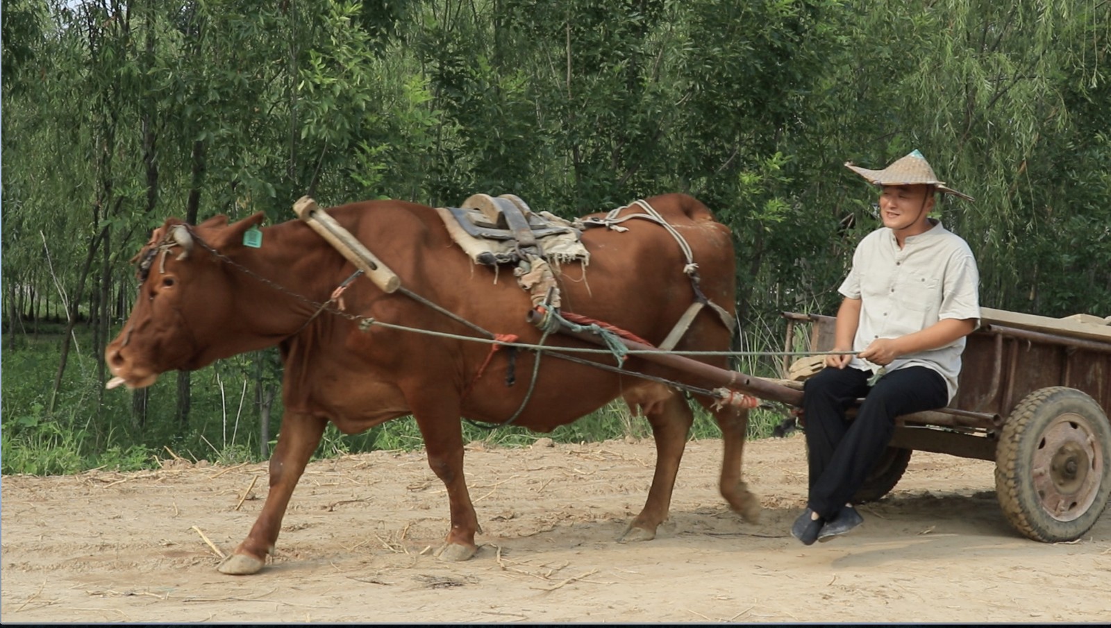 为了推广蓑衣樊村的乡村旅游资源，刘树海赶着牛车客串起了导游。