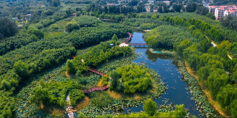 大众报业·大众日报客户端|大河奔腾丨聊城城融湿地中，满眼皆是绿