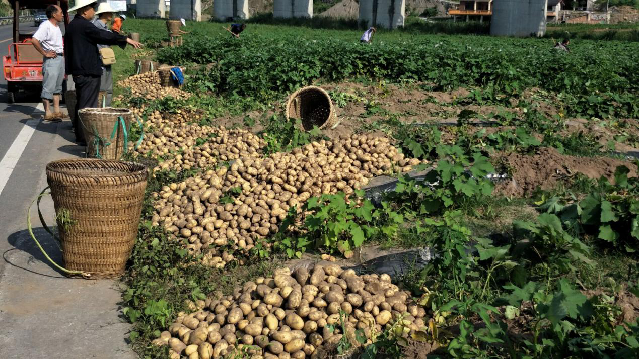 丰都县马铃薯种植项目
