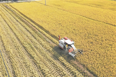 新华社|2020年秋粮收购工作已全面展开