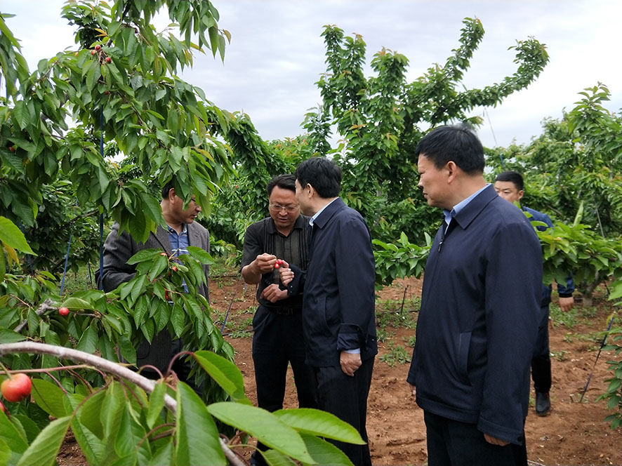 枣庄市山亭区农业农村局和保险公司人员正在勘察樱桃受灾情况 枣庄市山亭区农业农村局和保险公司人员正在勘察樱桃受灾情况